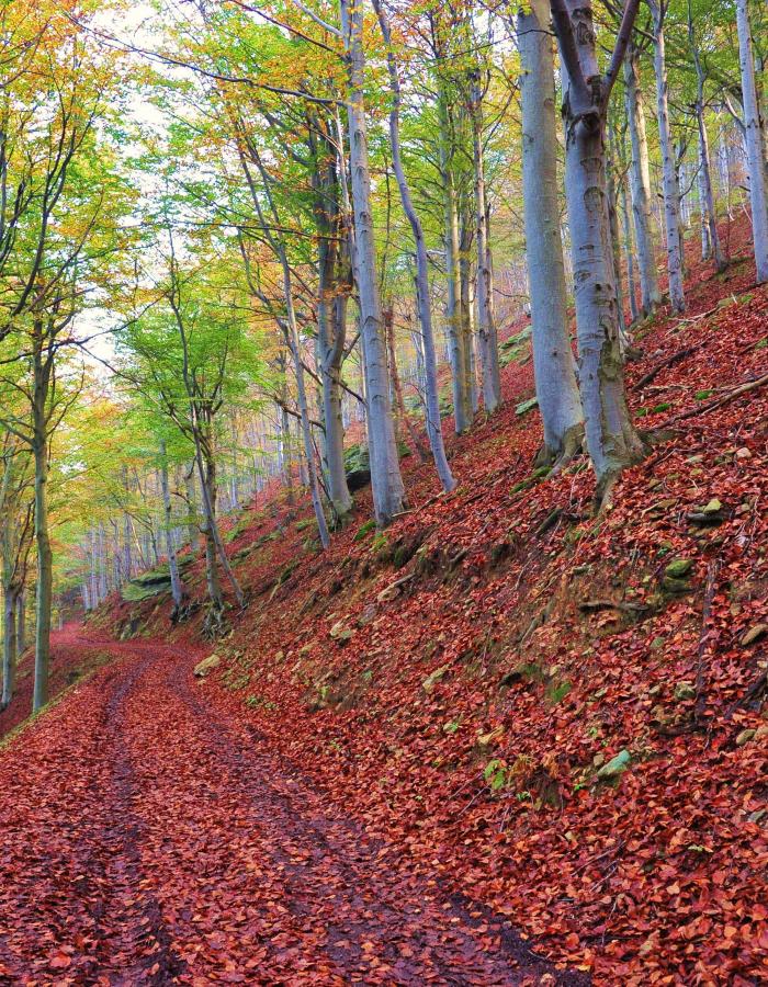 Alberi del Melogno (Ph: Giancarlo Silvestrini)