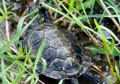 Progetto Life Urca Proemys. Ad Albenga il rilascio in natura di 11 testuggini palustri e l'inaugurazione di nuove aree realizzate per ospitare le Emys.  